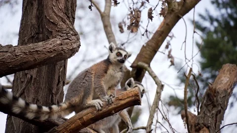 Lemur staring Stock Footage 151611741