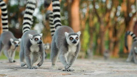 Lemur strides forward. Walking lemur with vivid tail. Lemur with textured fur Stock Footage 330420071