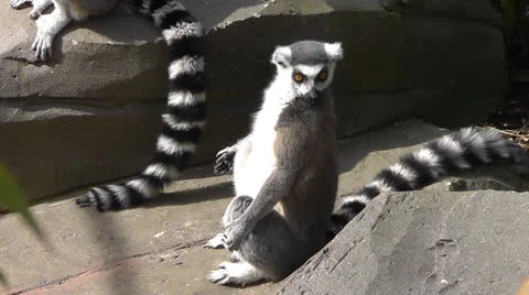Lemur Sun Bathing Close Up Stock Footage 22516196
