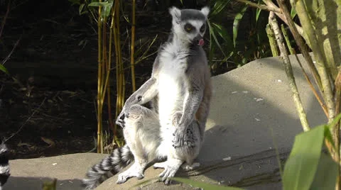 Lemur Sun Bathing Stock Footage 22516223