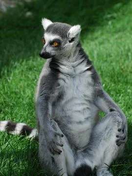 Lemur sunbathing Stock Photos