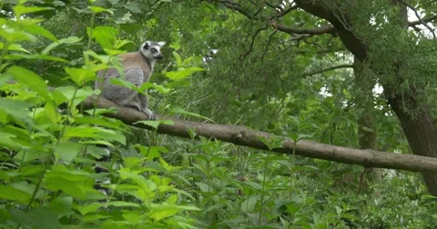 Lemur Through Plants, Leaves, On the Log Stock Footage 51621834