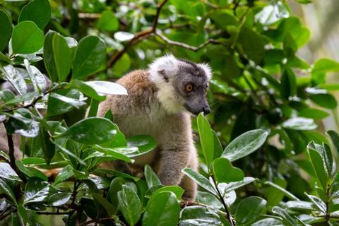 A lemur on a tree, between the foliage in a rainforest in Madagascar Stock Photos
