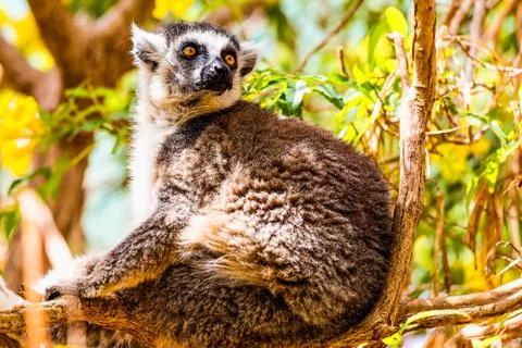 Lemur on tree branch Stock Photos