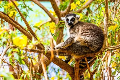 Lemur on tree branch Stock Photos