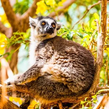 Lemur on tree branch Stock Photos