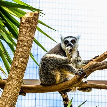 Lemur on tree branch Foto stock