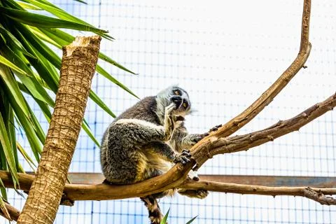 Lemur on tree branch Stock Photos