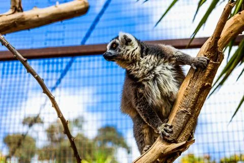 Lemur on tree branch Foto stock