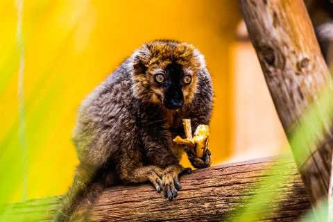 Lemur on tree branch Foto stock
