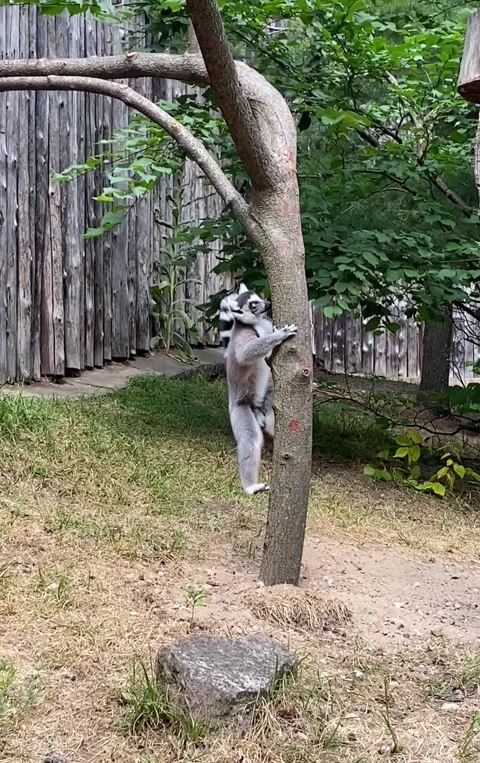Lemur tree crawling Stock Footage 161980937