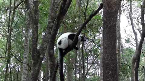 Lemur in the tree. Stock Footage 12098813
