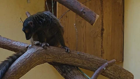 Lemur on a tree  Stock Footage 263678497