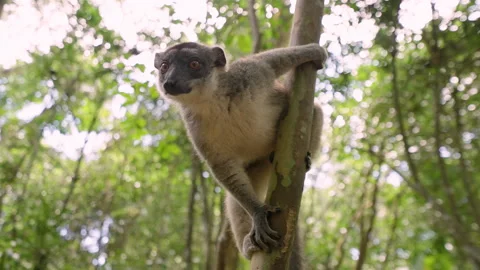 Lemur in tree Madagascar Stockbeeldmateriaal 264929016