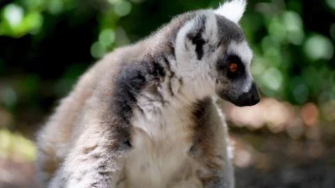 Lemur on a tree Stock Photos