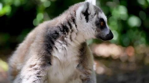 Lemur on a tree Stock Photos