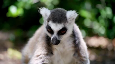 Lemur on a tree Stock Photos
