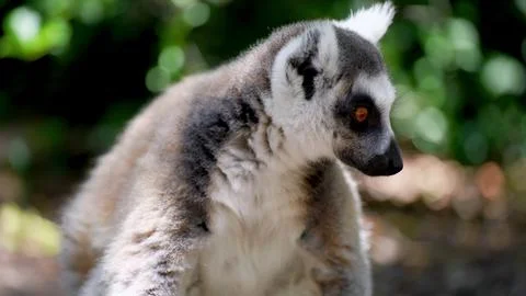 Lemur on a tree Stock Photos