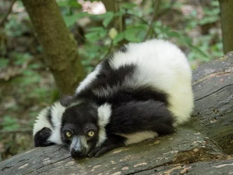 Lemur on a tree in a Zoo Stock Photos
