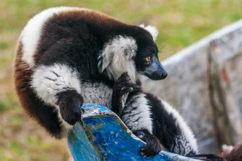 Lemur vari Stock Photos