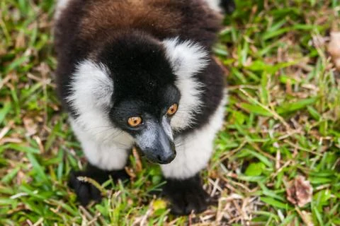 Lemur vari Stock Photos