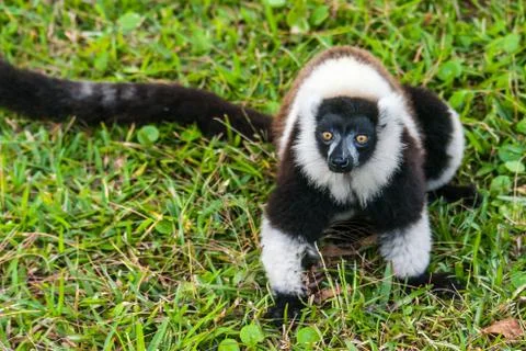 Lemur vari Stock Photos