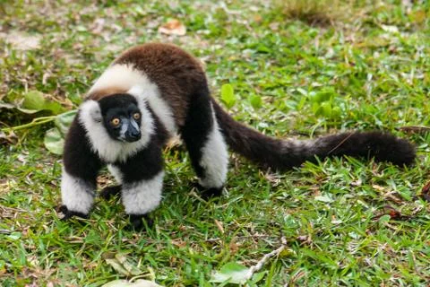 Lemur vari Stock Photos