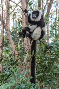 Lemur vari Stock Photos