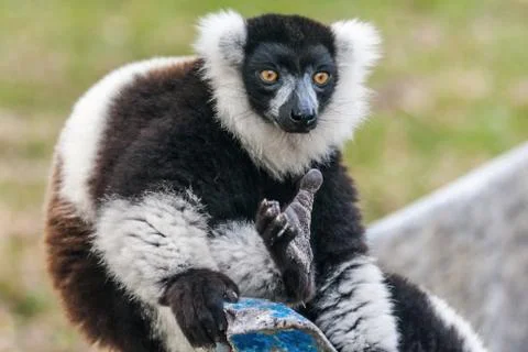 Lemur vari Stock Photos
