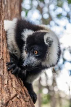 Lemur vari Stock Photos