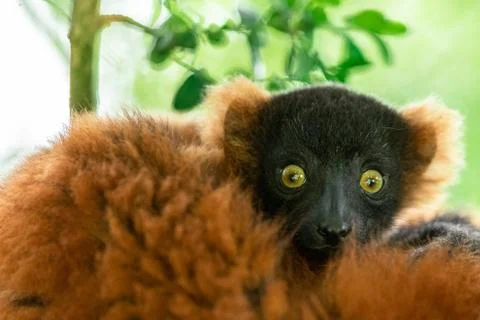 Lemur Vari Roux in the forest Stock Photos