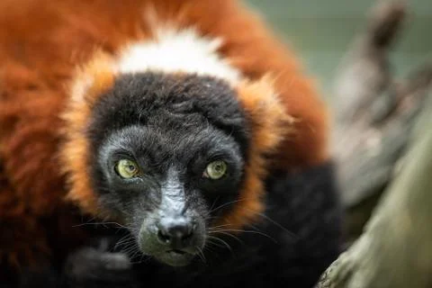 Lemur Vari Roux in the forest Foto stock