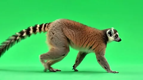 Lemur walking continuously of the middle point in pure clean green screen Stock Footage 318390966