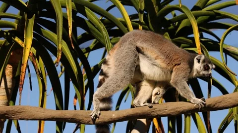 Lemur Walking on Tree Branch Stock Footage 292373858