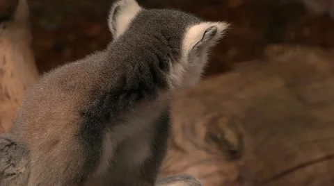 Lemur, watching all around Video stock 42188351