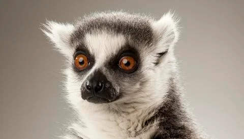 Lemur on White background Stock Photos