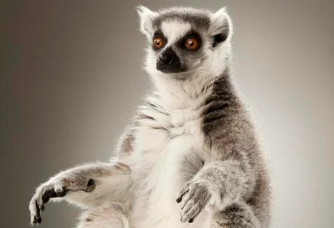 Lemur on White background Stock Photos