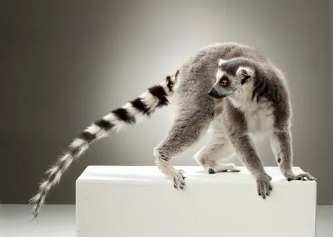 Lemur on White background Stock Photos