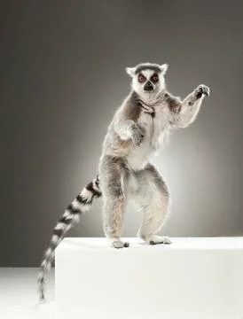 Lemur on White background Stock Photos