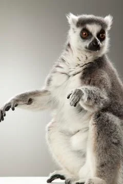 Lemur on White background Stock Photos