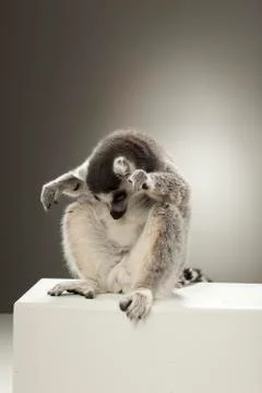 Lemur on White background Stock Photos
