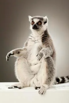 Lemur on White background Stock Photos