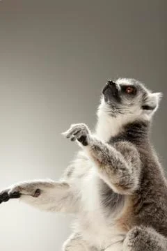 Lemur on White background Stock Photos