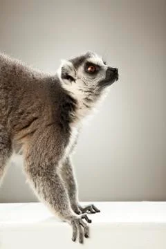 Lemur on White background Stock Photos