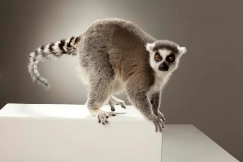 Lemur on White background Stock Photos