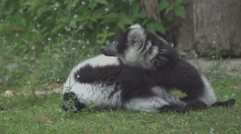 Lemur In The Wild Stock Footage 65822543