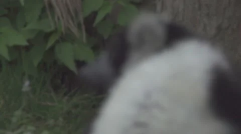 Lemur in the Wild Stock Footage 65823798