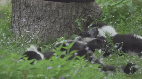 Lemur in the Wild Stock Footage 65824413