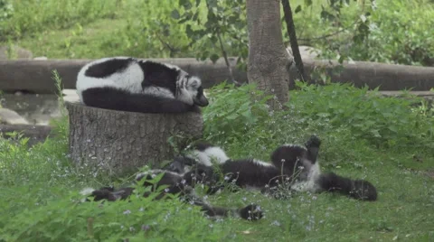 Lemur in the Wild Stock Footage 65824809