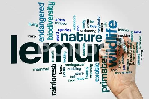 Lemur word cloud Stock Photos
